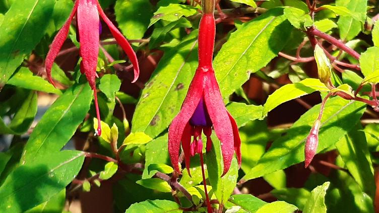 Fuchsia magellanica var. Aurea