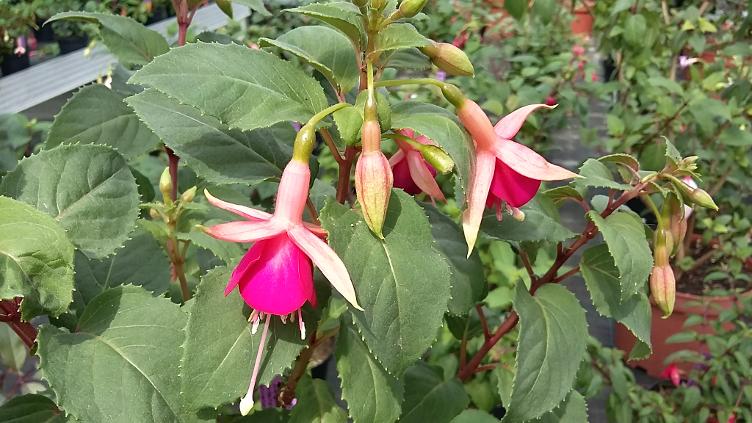 Fuchsia Major Heaphy