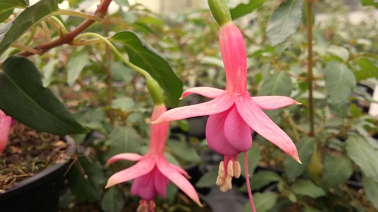 Fuchsia Margaret Brown
