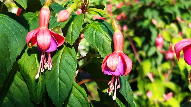 Fuchsia Margery Blake