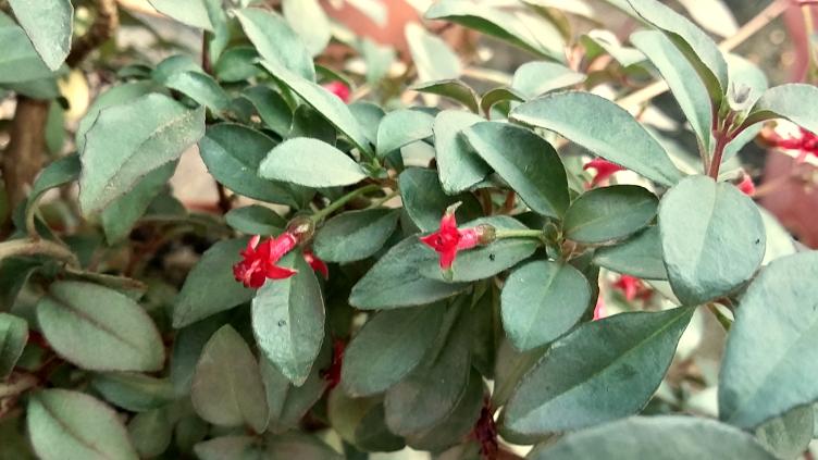 Fuchsia Marlies de Kejizer
