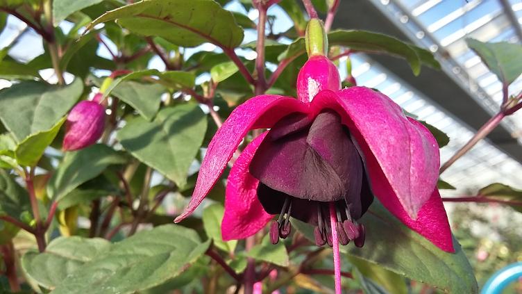 Fuchsia Maxima