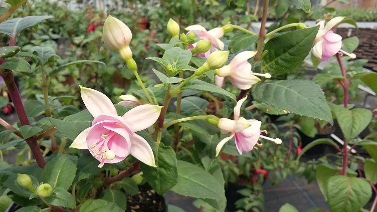 Fuchsia Micky Goult - 0
