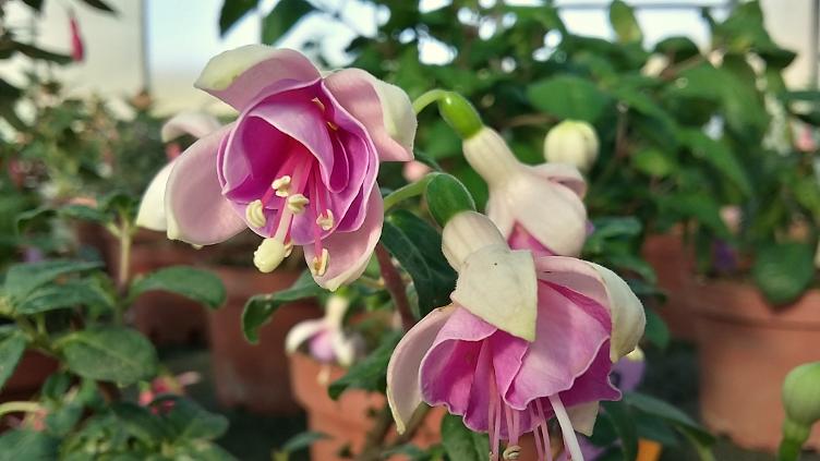 Fuchsia Micky Goult