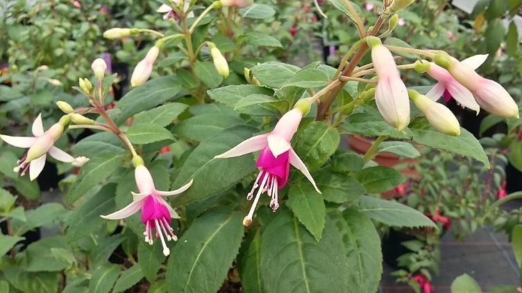 Fuchsia Minirose