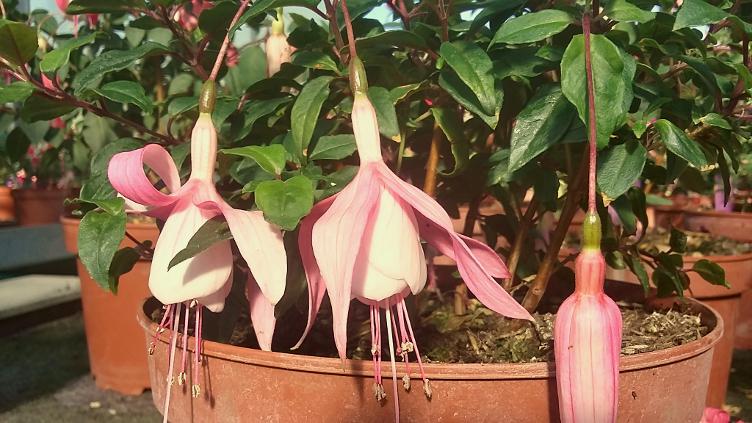 Fuchsia Miss California