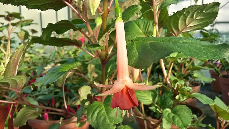 Fuchsia Monterey