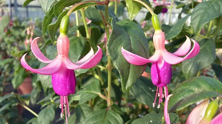 Fuchsia Morgis Erste