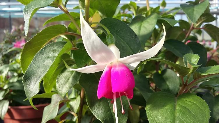 Fuchsia Morgis Nina