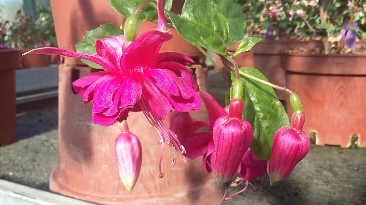 Fuchsia Murgtal
