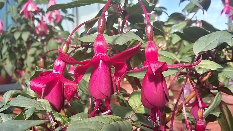 Fuchsia Musik der Nacht