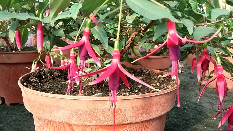 Fuchsia Naaldwijk 800