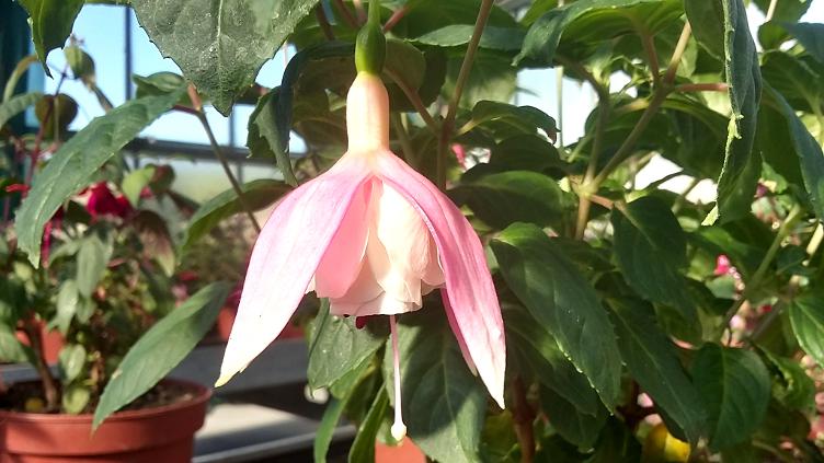 Fuchsia Nancy Lou