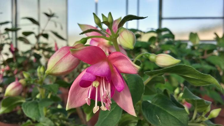 Fuchsia Nephele