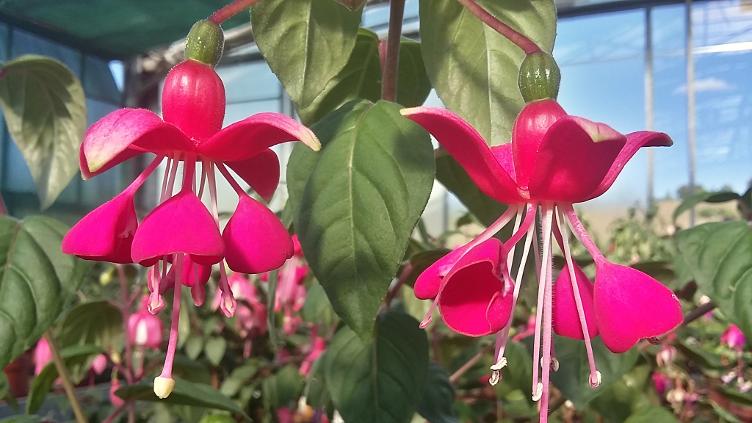 Fuchsia Nettala