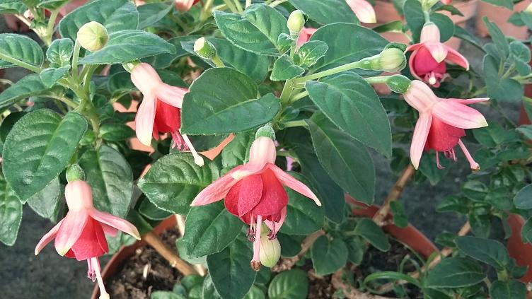 Fuchsia Nicis Findling