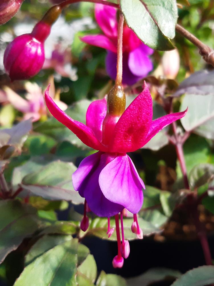 Fuchsia Nora Sophie