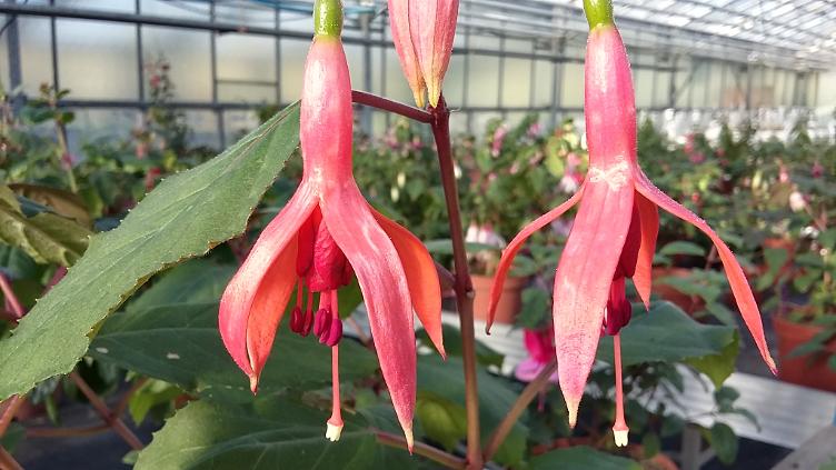 Fuchsia Orange Crush