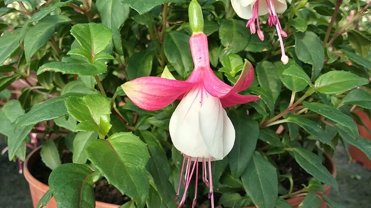 Fuchsia Ostschweizer Silberjubiläum