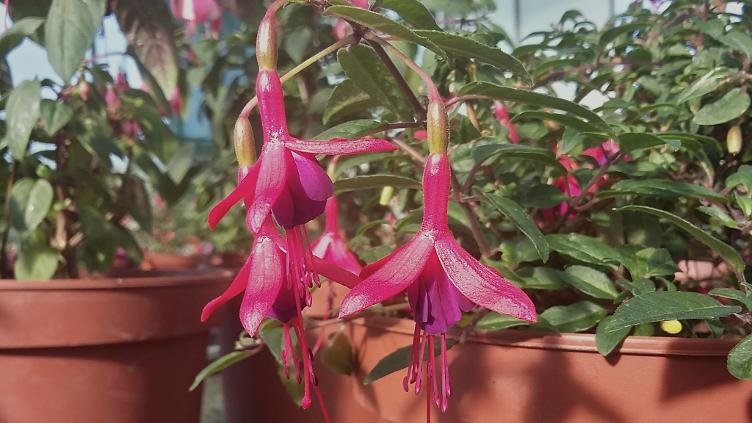 Fuchsia Papoose