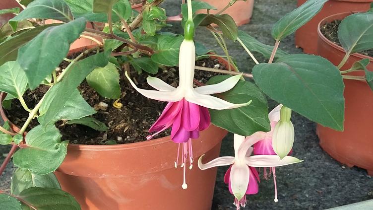 Fuchsia Patrick Wandeler