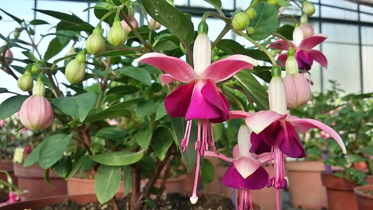 Fuchsia Paula Jane