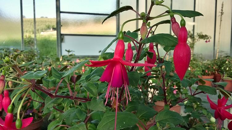 Fuchsia Peggy King