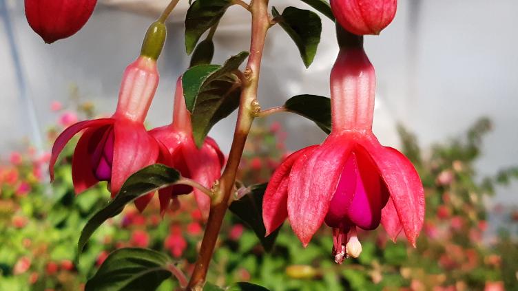 Fuchsia Phyllis