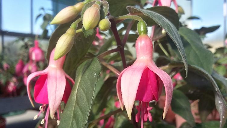 Fuchsia Pink Bonaccorde