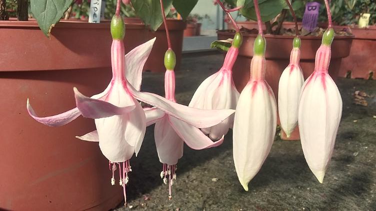 Fuchsia Piper