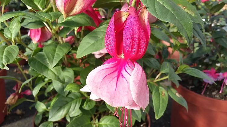 Fuchsia Playboy