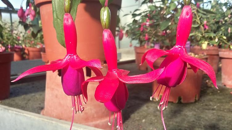 Fuchsia President Elliott
