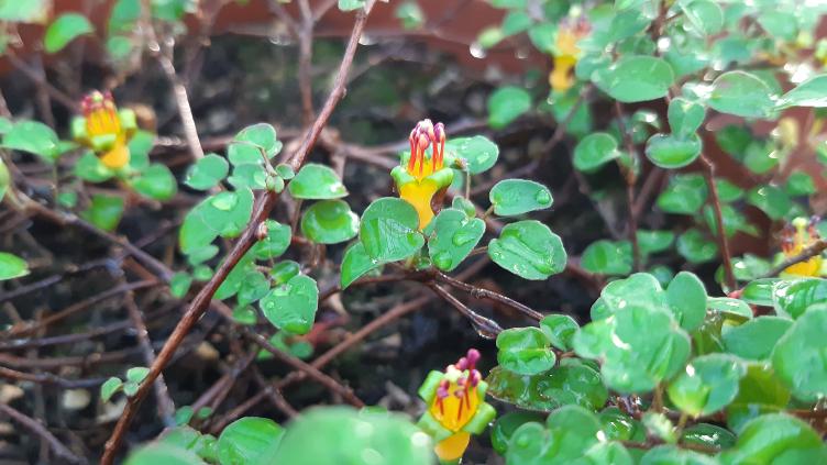 Fuchsia procumbens