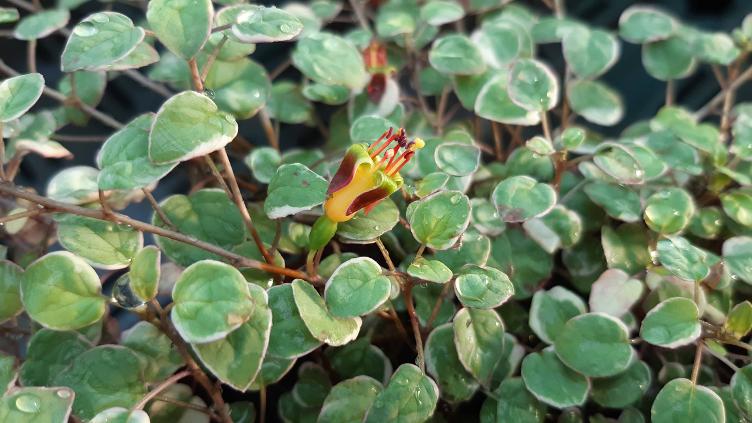 Fuchsia procumbens var. argentea