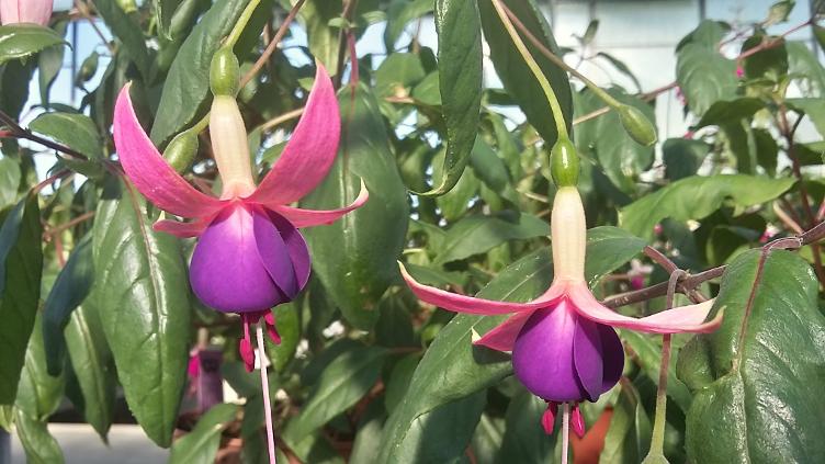Fuchsia Query