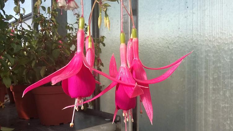 Fuchsia Red Spider
