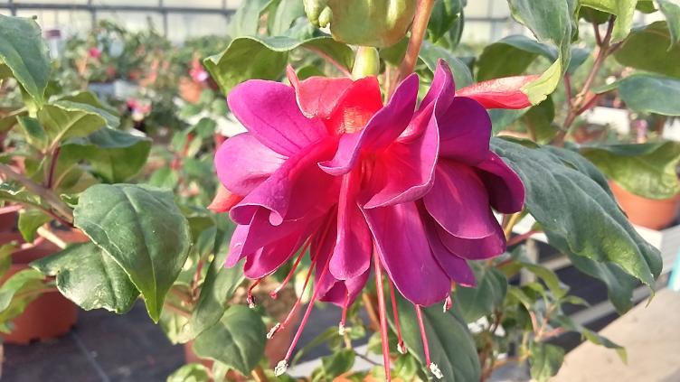 Fuchsia Robert Stolz