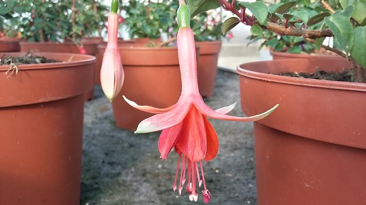 Fuchsia Roesse Juliet