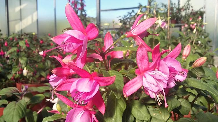 Fuchsia Rose Fantasia
