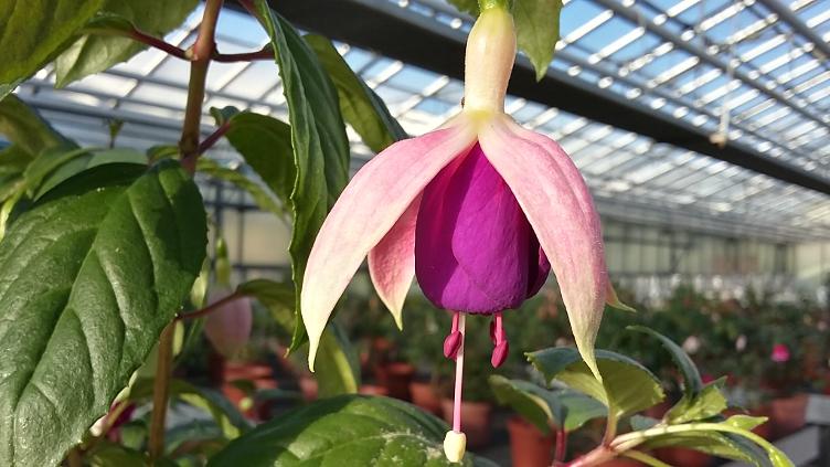 Fuchsia Rose of Castile Improved