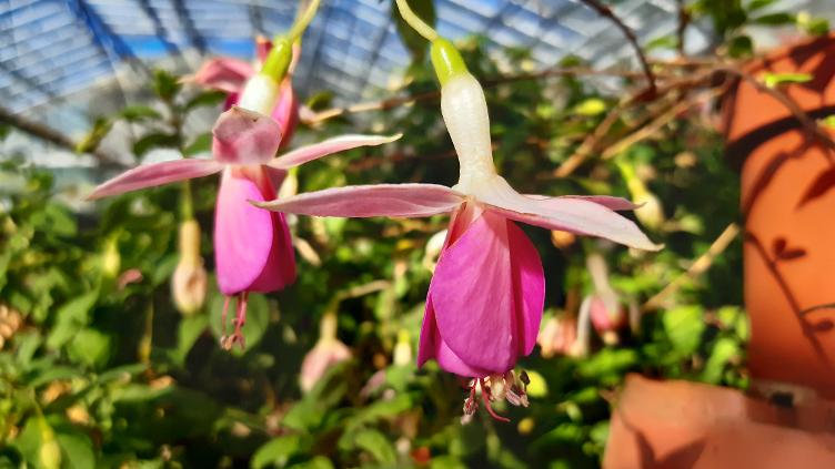 Fuchsia Rose of Denmark