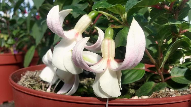 Fuchsia Royal Wedding