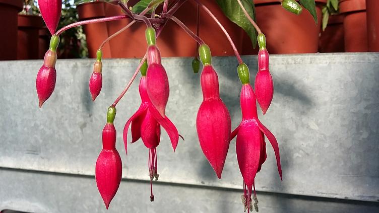 Fuchsia Rufus