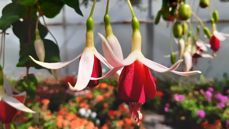 Fuchsia Rumar
