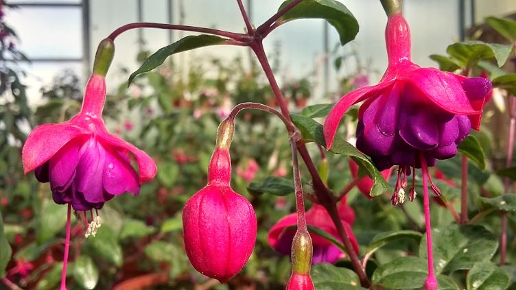 Fuchsia Schweizer Gruss