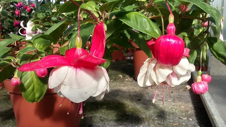Fuchsia Snow Burner