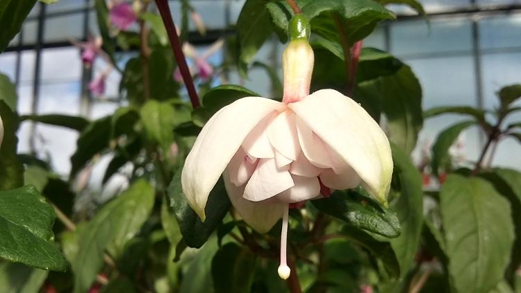 Fuchsia Sugar Almond