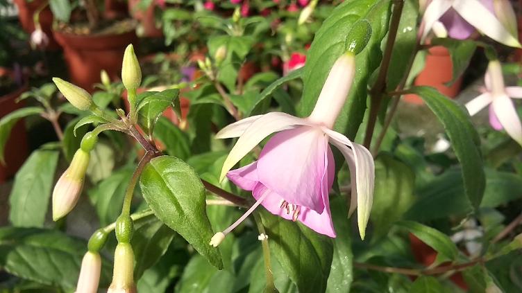 Fuchsia Summerdaffodil