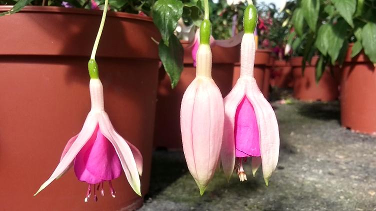 Fuchsia Susan Travis
