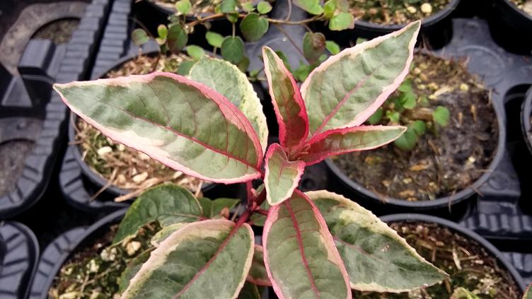 Fuchsia Tom West
